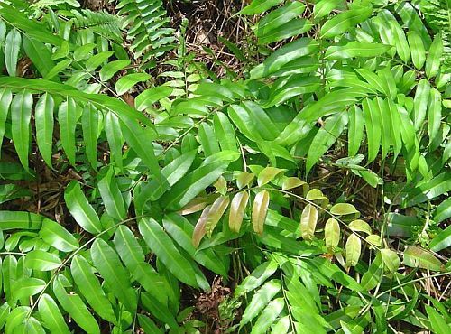 Blechnum orientale centipede fern