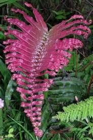 Blechnum sp. Pink Panama
