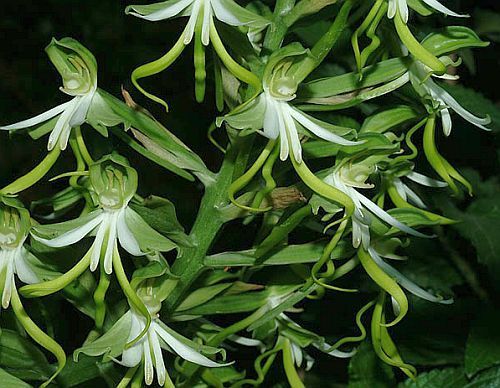 Bonatea speciosa orchid
