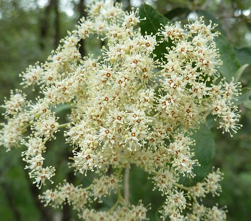 Buddleja saligna