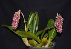 Bulbophyllum Hamelinii Orchid