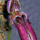 Bulbophyllum longissimum putidum orchid