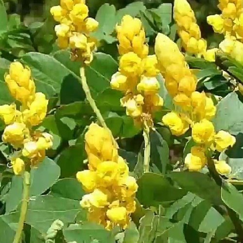 Cassia alata
