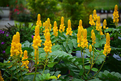 Cassia alata