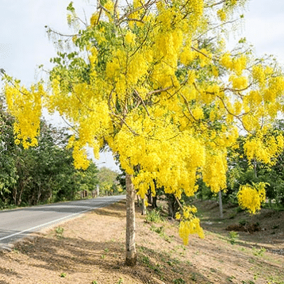 Cassia fistula