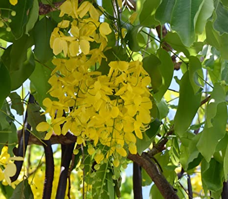 Cassia fistula