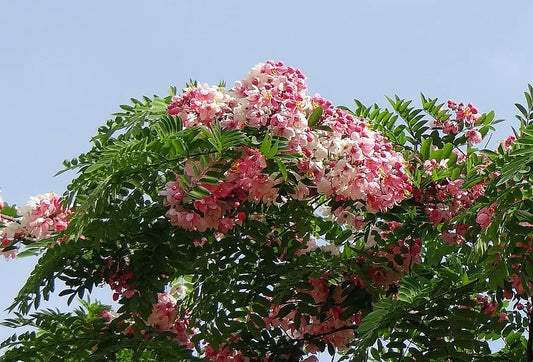 Cassia javanica