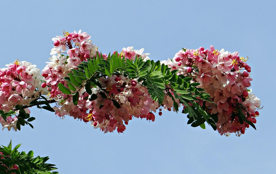 Cassia javanica