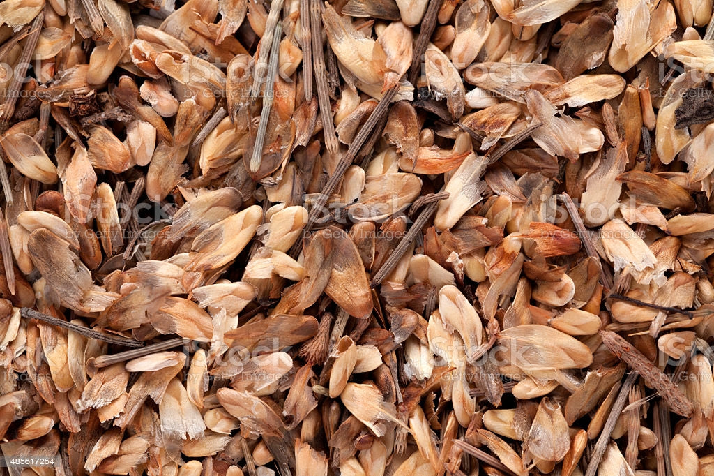 Casuarina equisetifolia