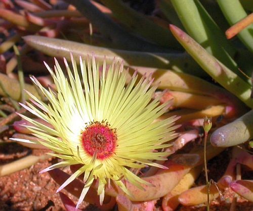 Cephalophyllum pillansii