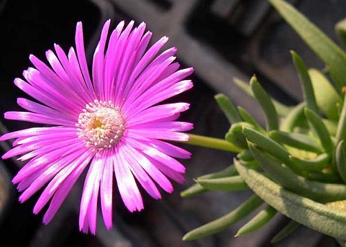 Cephalophyllum pulchrum