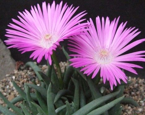 Cephalophyllum subulatoides
