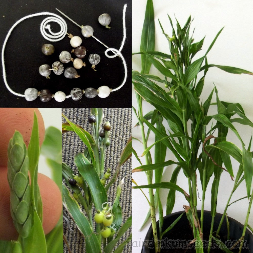 coix seed plant Coix Lacryma-Jobi – The Exotic Seed Emporium