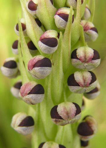 Corycium nigrescens Earth orchid