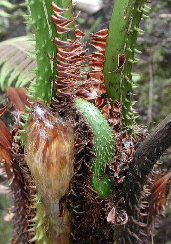 Cyathea bicrenata tree fern