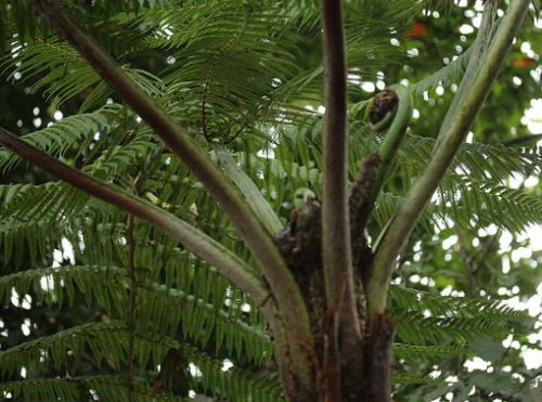 Cyathea caracasana tree fern