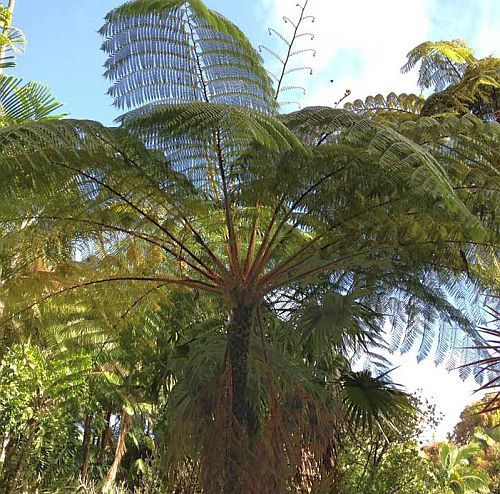 Cyathea contaminans mountain tree fern