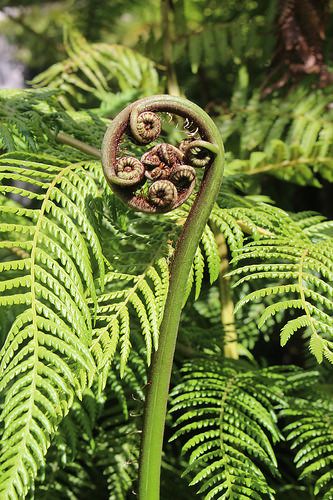 Cyathea Gleichenioides tree fern