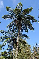 Cyathea sp. Tiny top tree fern