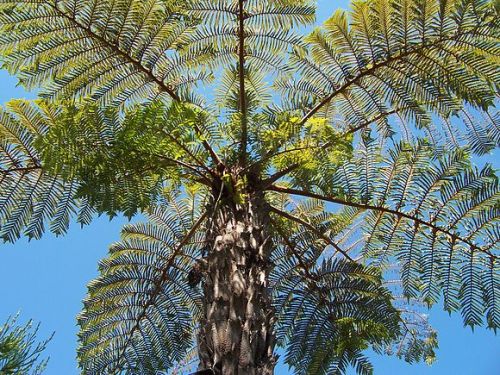 Cyathea vaupelii tree fern