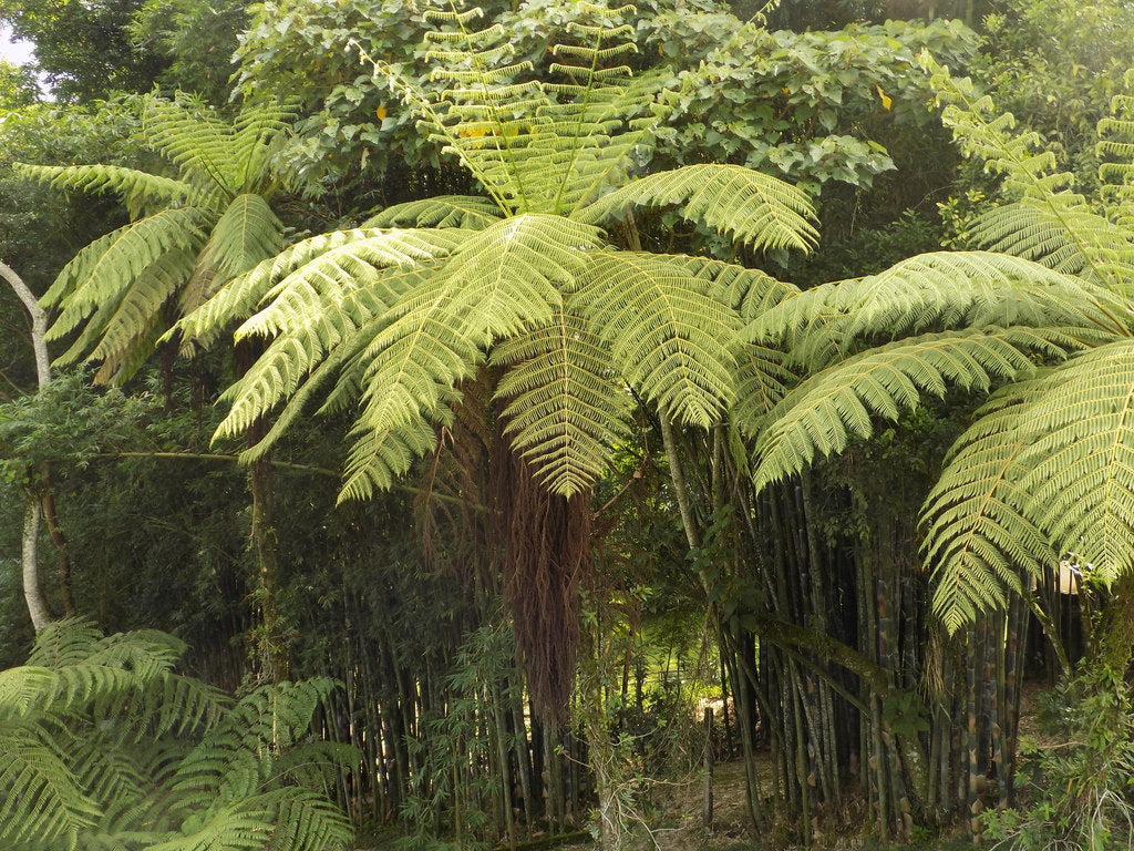 Cyathea bicrenata tree fern