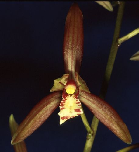 Cymbidium tracyanum orchid