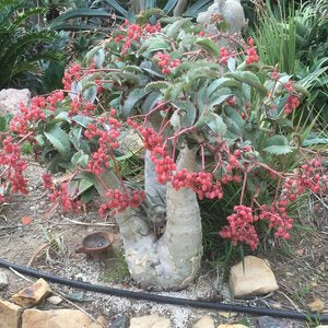 seethamma jada plant in english Cyphostemma juttae – The Exotic Seed Emporium