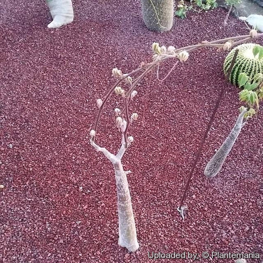 Cyphostemma roseiglandulosum Giant Caudex
