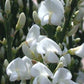 Cytisus mutliflorus Spanish White Broom