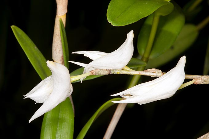 Dendrobium crumenatum, commonly called pigeon orchid