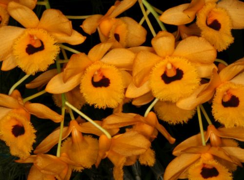 Dendrobium fimbriatum Fringed-lipped