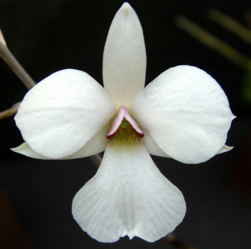 Dendrobium fytchianum