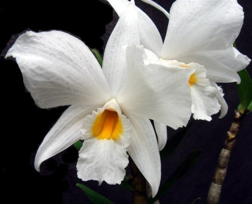 Dendrobium infundibulum orchid