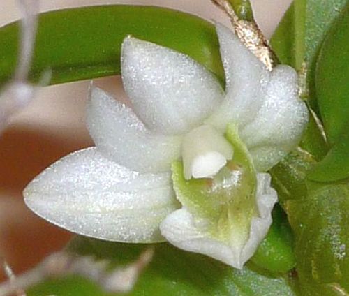 Dendrobium oligophyllum orchid