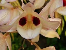 Dendrobium pulchellum
