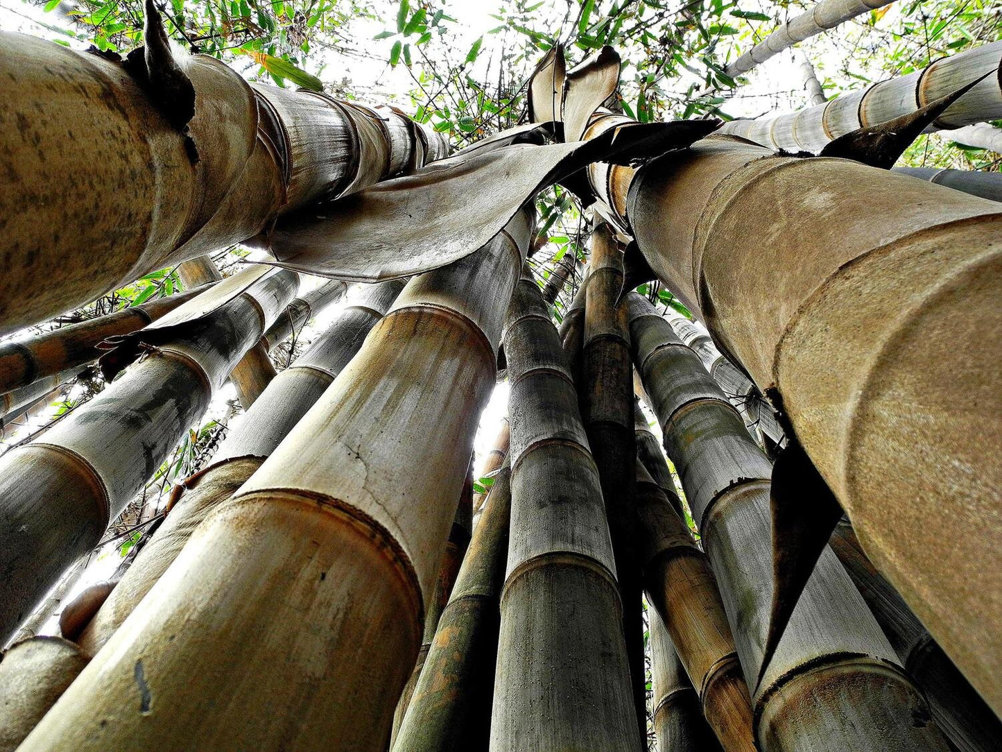 Dendrocalamus giganteus