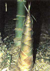 Dendrocalamus membranaceus giant bamboo