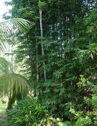 Dendrocalamus peculiaris