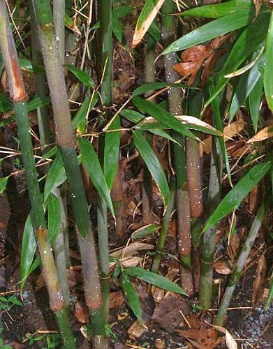 Dendrocalamus radicosus