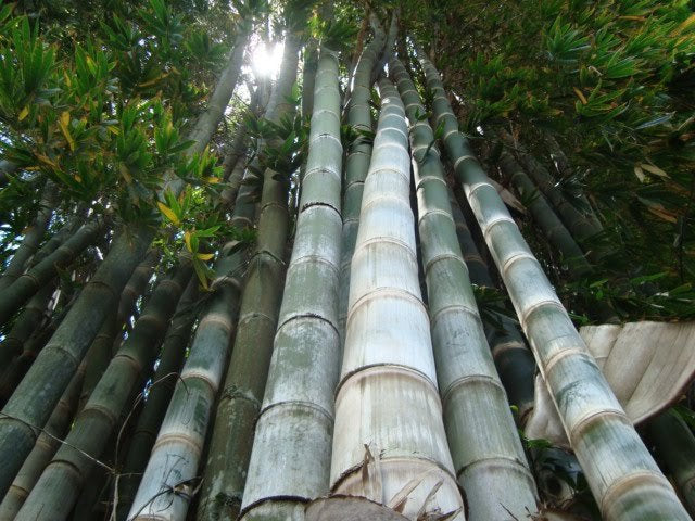 Dendrocalamus giganteus