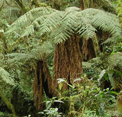 Dicksonia sellowiana Mexican tree fern