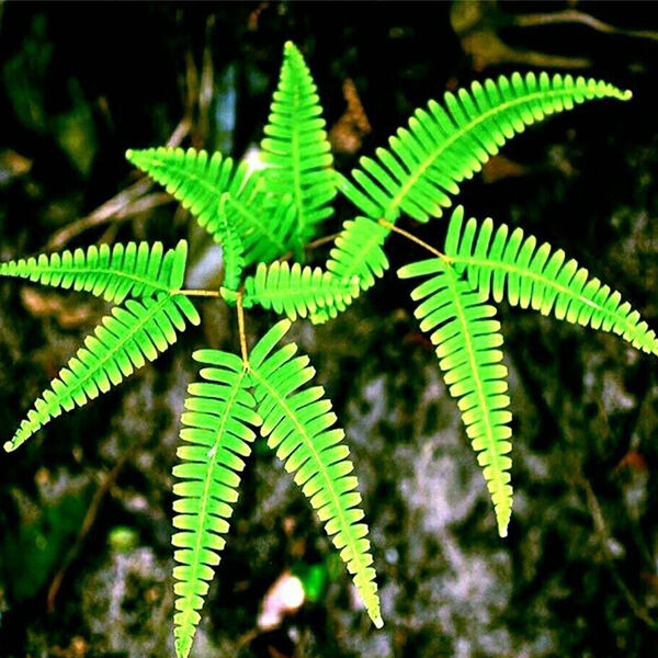 Dicranopteris Dichotoma