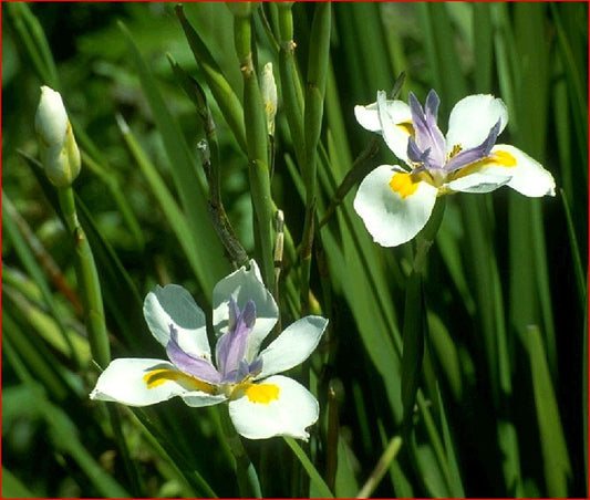 Dietes Iridioides