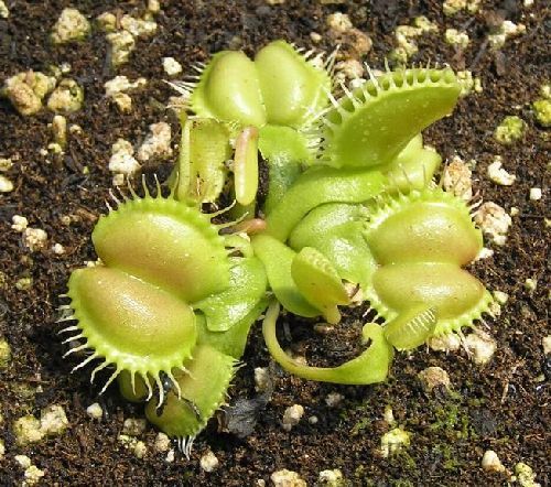 Dionaea muscipula Angle wings