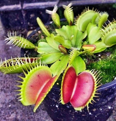 succulent venus fly trap Dionaea muscipula Australian Red Rosetted Venus flytrap – The Exotic Seed Emporium