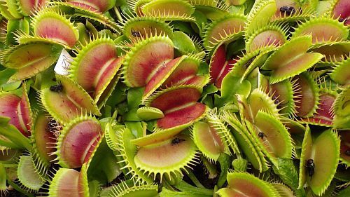 Dionaea muscipula Bimbo Venus flytrap