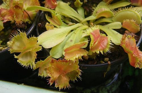 Dionaea muscipula biohazard Venus flytrap