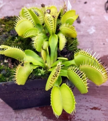 Dionaea muscipula Cerberus Venus flytrap