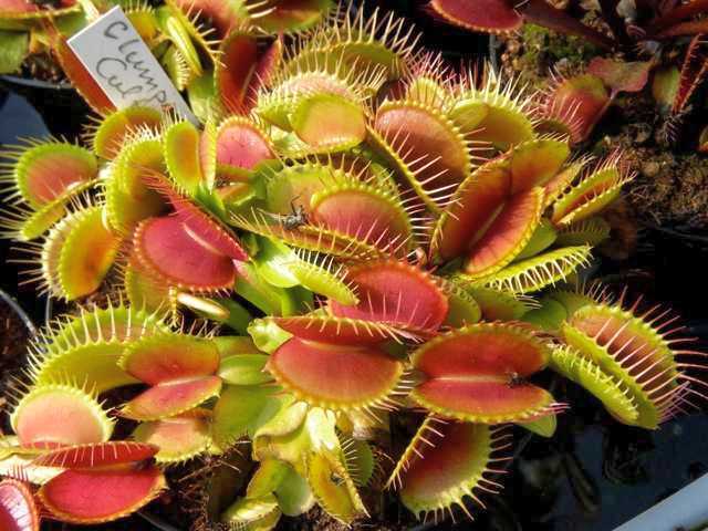 Dionaea muscipula Clumping Venus flytrap
