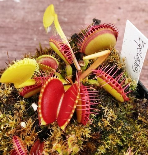 Dionaea muscipula Eyelash Venus flytrap